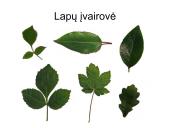 Medžiagų pernaša lapais 3 puslapis