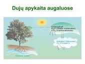 Medžiagų pernaša lapais 5 puslapis