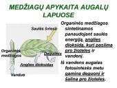 Medžiagų pernaša lapais 6 puslapis
