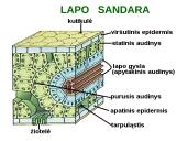 Medžiagų pernaša lapais 7 puslapis
