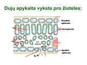 Medžiagų pernaša lapais 8 puslapis