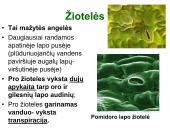 Medžiagų pernaša lapais 9 puslapis