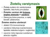 Medžiagų pernaša lapais 10 puslapis