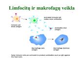 Antibiotikai. Organizmo apsauga nuo žalingo aplinkos poveikio 12 puslapis
