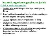 Antibiotikai. Organizmo apsauga nuo žalingo aplinkos poveikio 6 puslapis