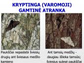 Gamtinė atranka ir jos rūšys (skaidrės) 13 puslapis