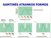 Gamtinė atranka ir jos rūšys (skaidrės) 18 puslapis