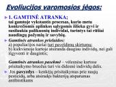 Gamtinė atranka ir jos rūšys (skaidrės) 4 puslapis