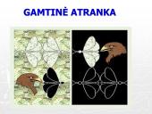 Gamtinė atranka ir jos rūšys (skaidrės) 6 puslapis