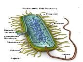 Ląstelės sandara (skaidrės) 11 puslapis