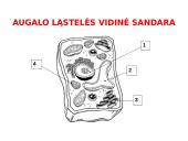 Ląstelės sandara (skaidrės) 13 puslapis