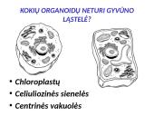 Ląstelės sandara (skaidrės) 19 puslapis