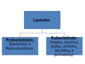 Ląstelės sandara (skaidrės) 3 puslapis