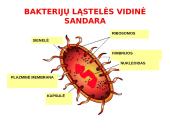 Ląstelės sandara (skaidrės) 4 puslapis