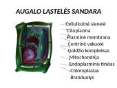 Ląstelės sandara (skaidrės) 6 puslapis