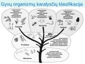Organizmų sistematikos principai. Taksonominės grupės (skaidrės) 13 puslapis