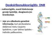 Genai ir baltymų sintezė 5 puslapis