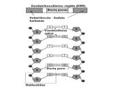 Genai ir baltymų sintezė 6 puslapis