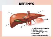 Kepenys ir kasa. Virškinimo liaukos 11 puslapis