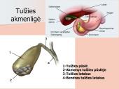 Kepenys ir kasa. Virškinimo liaukos 12 puslapis