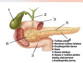 Kepenys ir kasa. Virškinimo liaukos 13 puslapis