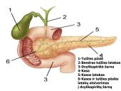 Kepenys ir kasa. Virškinimo liaukos 17 puslapis
