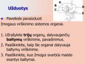 Kepenys ir kasa. Virškinimo liaukos 18 puslapis