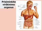 Kepenys ir kasa. Virškinimo liaukos 3 puslapis