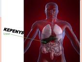 Kepenys ir kasa. Virškinimo liaukos 4 puslapis