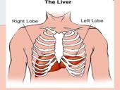 Kepenys ir kasa. Virškinimo liaukos 5 puslapis
