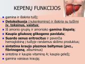 Kepenys ir kasa. Virškinimo liaukos 7 puslapis