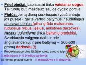 Tinkama ir netinkama mityba (skaidrės) 13 puslapis