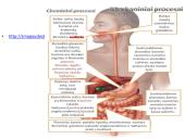 Virškinimo sistema. Burnoje, skrandyje, žarnyne 12 puslapis