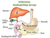 Virškinimo sistema. Burnoje, skrandyje, žarnyne 13 puslapis