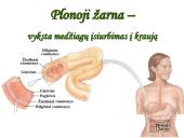 Virškinimo sistema. Burnoje, skrandyje, žarnyne 14 puslapis