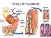 Virškinimo sistema. Burnoje, skrandyje, žarnyne 15 puslapis