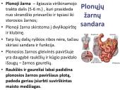 Virškinimo sistema. Burnoje, skrandyje, žarnyne 16 puslapis