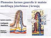 Virškinimo sistema. Burnoje, skrandyje, žarnyne 18 puslapis