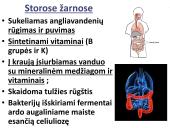 Virškinimo sistema. Burnoje, skrandyje, žarnyne 19 puslapis