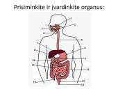 Virškinimo sistema. Burnoje, skrandyje, žarnyne 5 puslapis