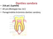 Virškinimo sistema. Burnoje, skrandyje, žarnyne 7 puslapis