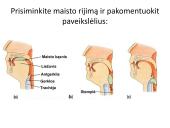 Virškinimo sistema. Burnoje, skrandyje, žarnyne 8 puslapis