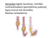 Virškinimo sistema. Burnoje, skrandyje, žarnyne 9 puslapis