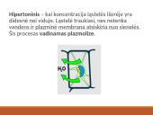 Medžiagų pernaša per biologines membranas 17 puslapis