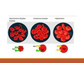 Medžiagų pernaša per biologines membranas 19 puslapis