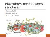 Medžiagų pernaša per biologines membranas 3 puslapis
