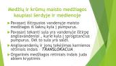 Medžiagų apykaita ir pernaša augaluose  (skaidrės) 12 puslapis