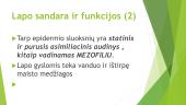 Medžiagų apykaita ir pernaša augaluose  (skaidrės) 14 puslapis