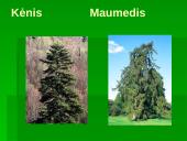 Miškai - pasaulio turtas (skaidrės) 11 puslapis