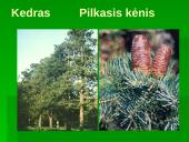 Miškai - pasaulio turtas (skaidrės) 12 puslapis